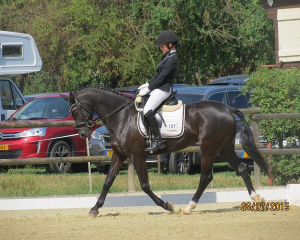 dressage horse Little Bellybutton (German Riding Pony, 2006, from Renoir)