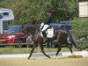 dressage horse Little Bellybutton (German Riding Pony, 2006, from Renoir)