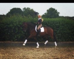 dressage horse Shicolatta (Westphalian, 2011, from Sir Donnerhall I)