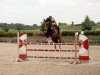 jumper Alouette 50 (Zangersheide riding horse, 2007, from Asca Z)