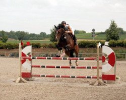 jumper Alouette 50 (Zangersheide riding horse, 2007, from Asca Z)