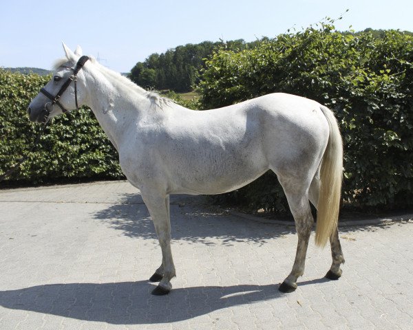 horse Marisa (Spanish Sport Horse, 2008)