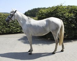 Pferd Marisa (Spanisches Sportpferd, 2008)