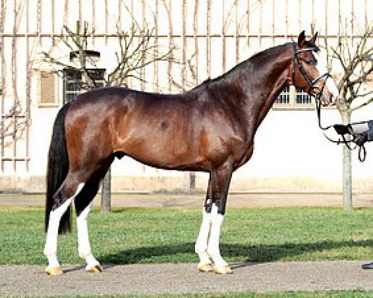 stallion Peppermint Blue (Zweibrücken, 2012, from Plot Blue)