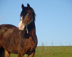 Deckhengst Bonfire (Welsh-Cob (Sek. D), 2004, von Bocksbühl Blackness)