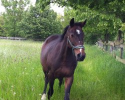 broodmare Grafenliebe (Hanoverian, 2005, from Graf Grannus)