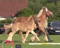 horse Stute von Emilio / Nappes (Rheinisch-Westfälisches Draughthorse, 2015, from Emilio)