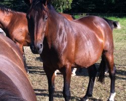 broodmare Welfengut (Hanoverian, 2001, from Werther)