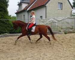 dressage horse Wallach von Vitalis (Westphalian, 2011, from Vivaldi)