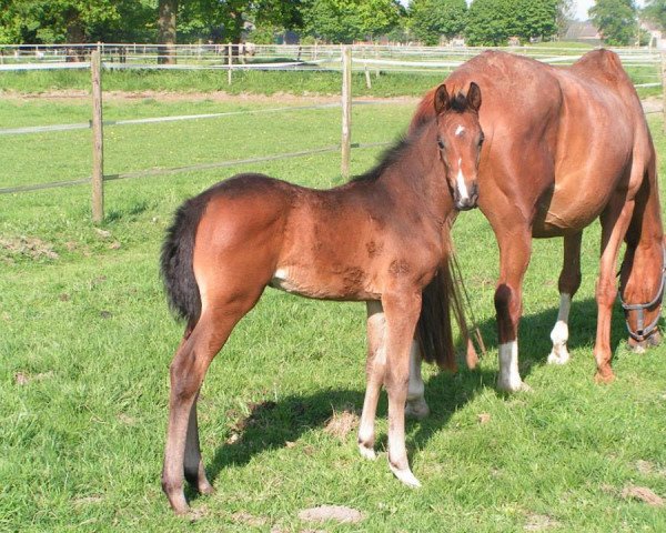 broodmare Chana 7 (Zangersheide riding horse, 2015, from Cayanosch)