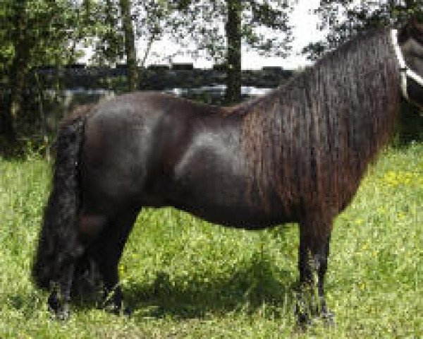 Deckhengst Olaf van het Heidseveld (Shetland Pony, 1999, von Ferry van Bentjes)