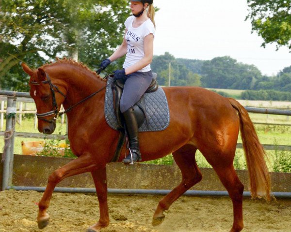 dressage horse BeBe (Westphalian, 2010, from Blickpunkt 4)