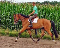 Springpferd Wallach von Va-Vite (Belgisches Warmblut, 2010, von Va-Vite)