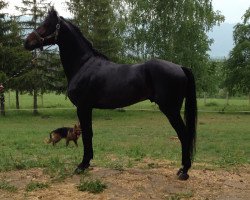 Springpferd Legion (Bulgarisches Warmblut, 2008, von Limnos)