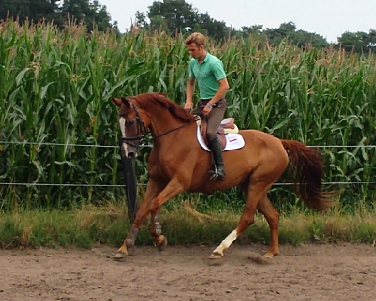 Zuchtstute Resonanz 42 (Oldenburger, 2006, von Rohdiamant)