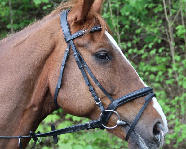 Pferd Otto (KWPN (Niederländisches Warmblut), 1996, von Farrington)