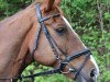 horse Otto (KWPN (Royal Dutch Sporthorse), 1996, from Farrington)