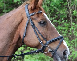 Pferd Otto (KWPN (Niederländisches Warmblut), 1996, von Farrington)