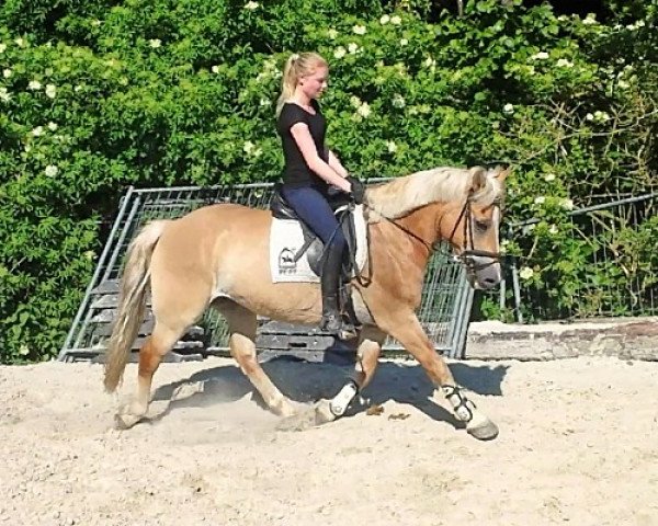 Pferd Haflinger (Haflinger, 2003)