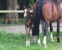 broodmare Samira (Hanoverian, 2015, from Sir Heinrich OLD)