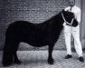 Zuchtstute Wanda van Stal Rodichem (Shetland Pony, 1984, von Okay van Geldersoord)