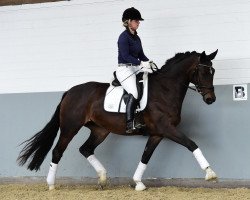 Pferd Rosemie (Hannoveraner, 2012, von Rotspon)