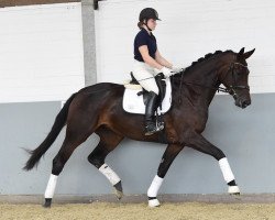 dressage horse Destina 14 (Hannoveraner, 2012, from Destano)