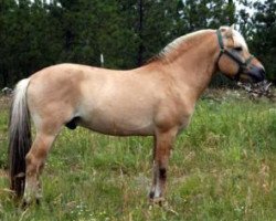 stallion Bluebird Lane Griffon (Fjord Horse, 2003, from Felix N.2507)