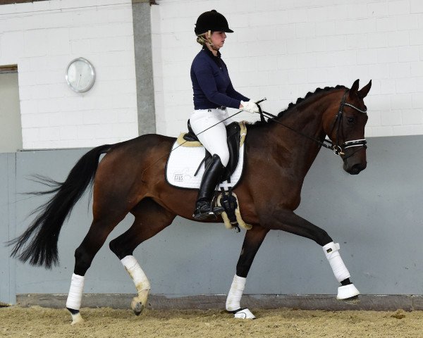 broodmare Deleila BL (Hanoverian, 2011, from Don Bosco)