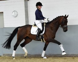 broodmare Deleila BL (Hanoverian, 2011, from Don Bosco)