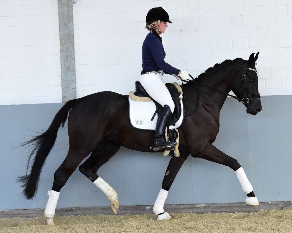 dressage horse David Guetta (Oldenburg, 2012, from Destano)