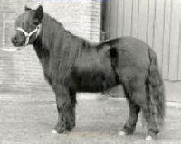 stallion Alert P. van Stal Henro (Shetland Pony, 1986, from Orion van de Oeveren)
