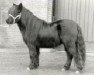 Deckhengst Alert P. van Stal Henro (Shetland Pony, 1986, von Orion van de Oeveren)