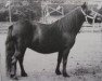 Zuchtstute Phacelia van Stal Henro (Shetland Pony, 1979, von Kerrie of Winwick)
