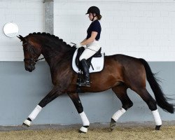 dressage horse Hopscotch 7 (Hanoverian, 2006, from Hochadel)