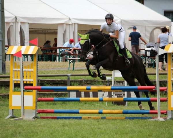 jumper Sandro Sun (German Sport Horse, 2005, from Souveraen)
