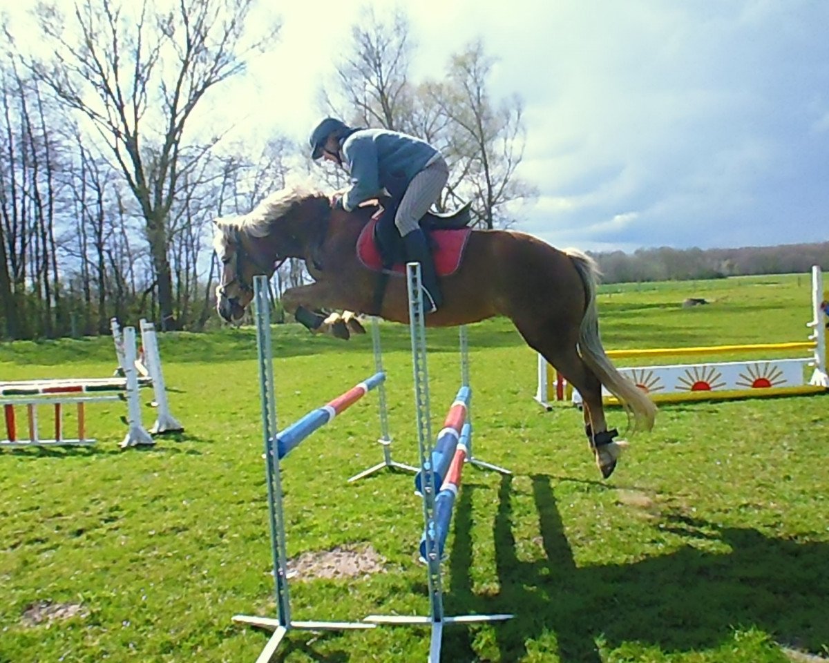 dressage horse Holde Askalina (Haflinger, 2007, from Askhan HAH 28)