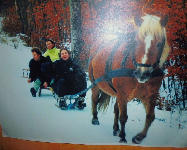 broodmare Holdselige (Haflinger, 1983, from Stabil 446)