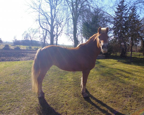 broodmare Scarlet (Haflinger, 1993, from Stafett 463)