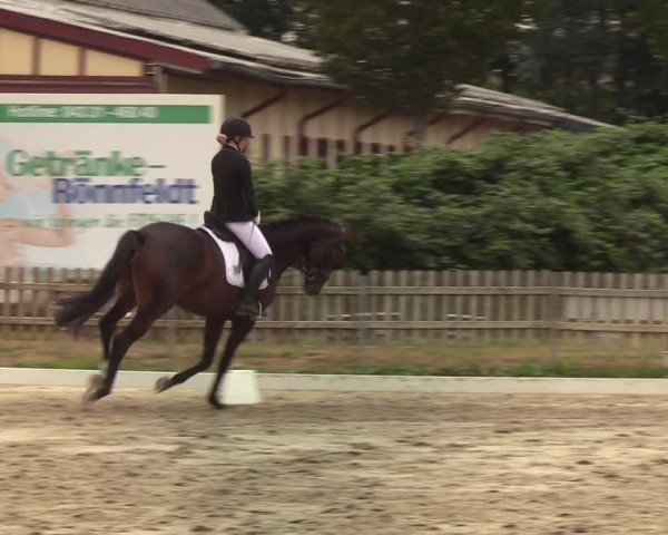 Reitturnier Schülp / Rendsburg 2020
