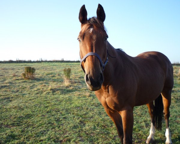 horse Pascallo (Hessian Warmblood, 1993, from Prolog)