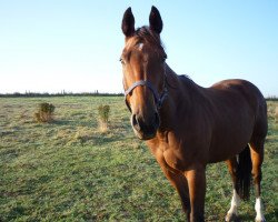 Pferd Pascallo (Hessisches Warmblut, 1993, von Prolog)