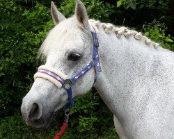 dressage horse Schneeflocke (Connemara Pony, 2000)