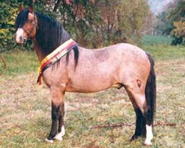stallion Ernesto (Welsh-Pony (Section B), 1973, from Eastfields Emperor)
