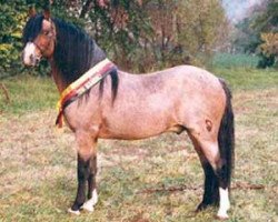 stallion Ernesto (Welsh-Pony (Section B), 1973, from Eastfields Emperor)