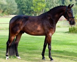 dressage horse Shogun (Westphalian, 2011, from Schumacher)