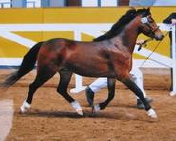 stallion Elton (Welsh-Pony (Section B), 2010, from Carmana's Edel Boy)