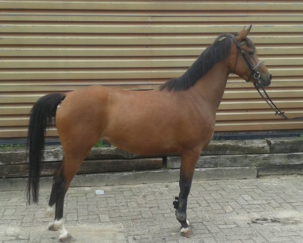 broodmare Turfhorst Nicolette (Nederlands Welsh Ridepony, 2010, from Orchard d'Avranches)