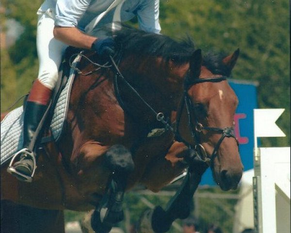 Pferd Caruso de Maibelle (Holsteiner, 1998, von Corrado I)