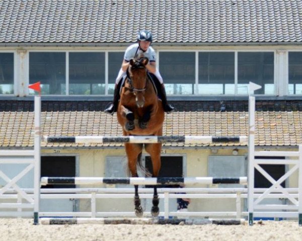 broodmare Anne Lynn (KWPN (Royal Dutch Sporthorse), 2005, from Numero Uno)